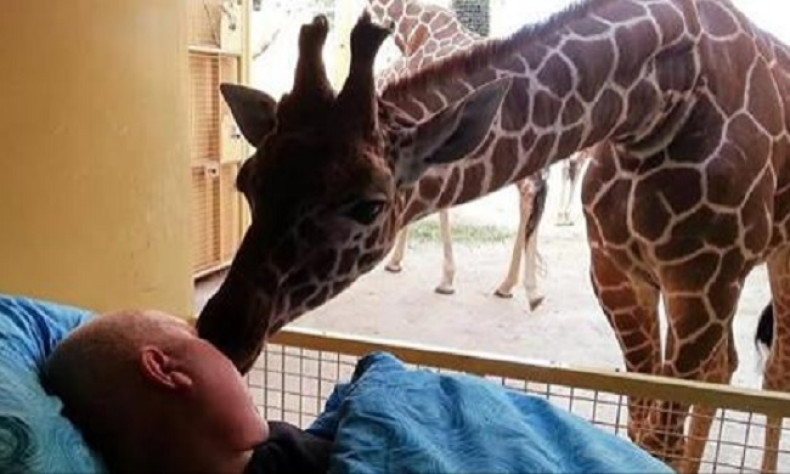 Touching moment a giraffe said goodbye to one of its workers at Rotterdam Diergaarde Blijdorp Zoo
