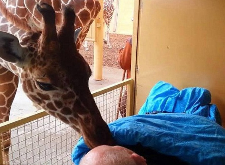 Giraffe bids farewell