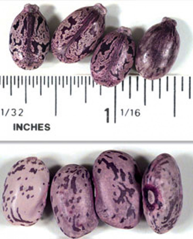 Castor beans, used in the production of ricin.