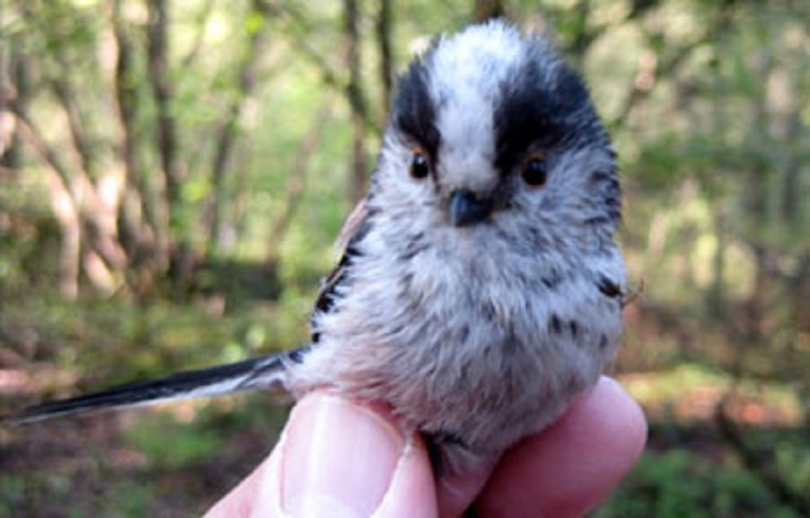 long-tailed tit