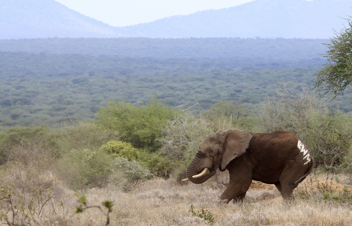 Unmanned flying drones are to be used to patrol Kenyan national parks for elephant and rhino poachers Unmanned flying drones are to be used to patrol Kenyan national parks for elephant and rhino poachers