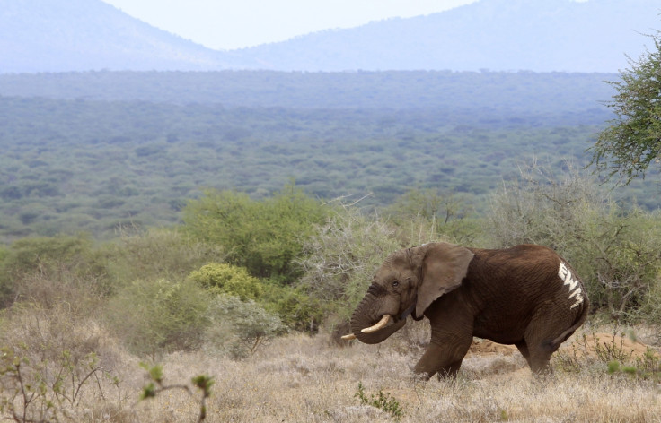 Unmanned flying drones are to be used to patrol Kenyan national parks for elephant and rhino poachers