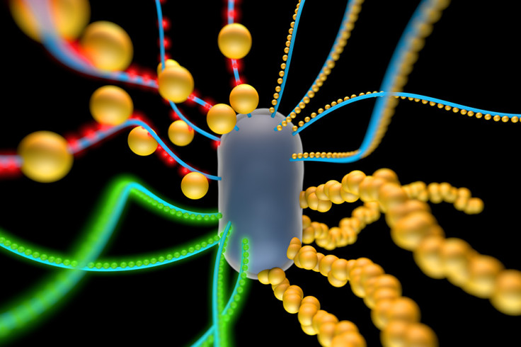 E. coli bacteria cells have been engineered to create a living material of organic and inorganic materials