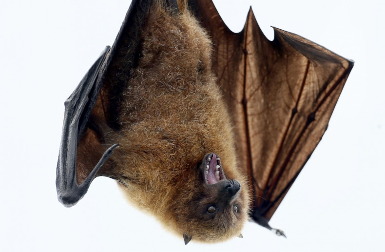 Guinea Ebola Bat Disease West Africa