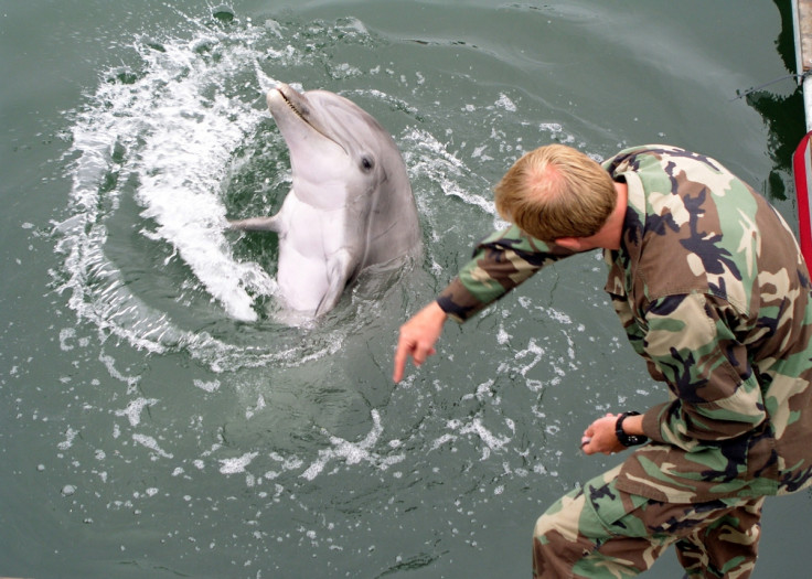 Russian navy acquires Crimea's combat dolphins and seals following annexation