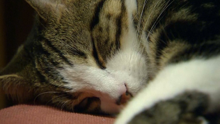 Kitties Delight Customers at London's First Cat Café