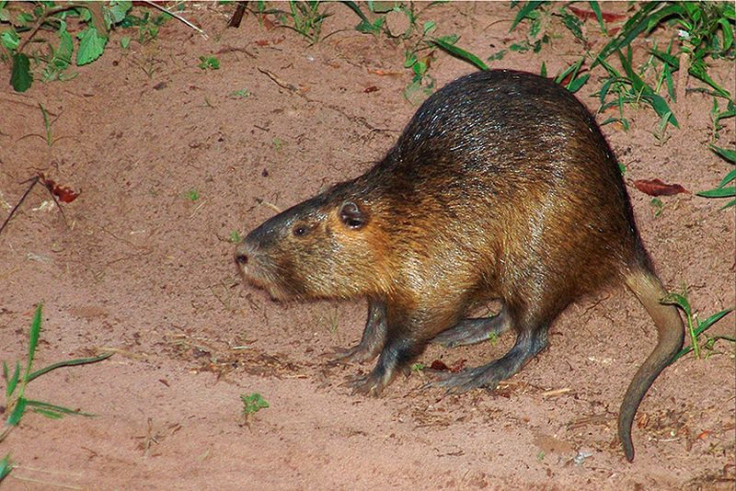 Coypu could cause chaos in the town of Halle, central Germany, after taking over there