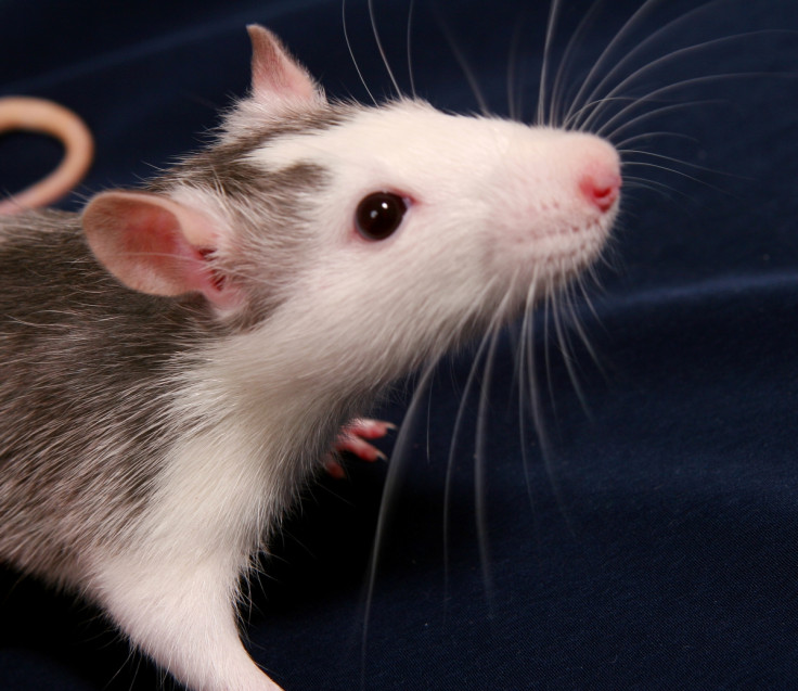 Rats didn't spread the Black Death as it was a pneumonic plague spread through the air