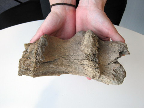 Crossrail found a section of mammoth bone dating 65 million years ago in Canary Wharf