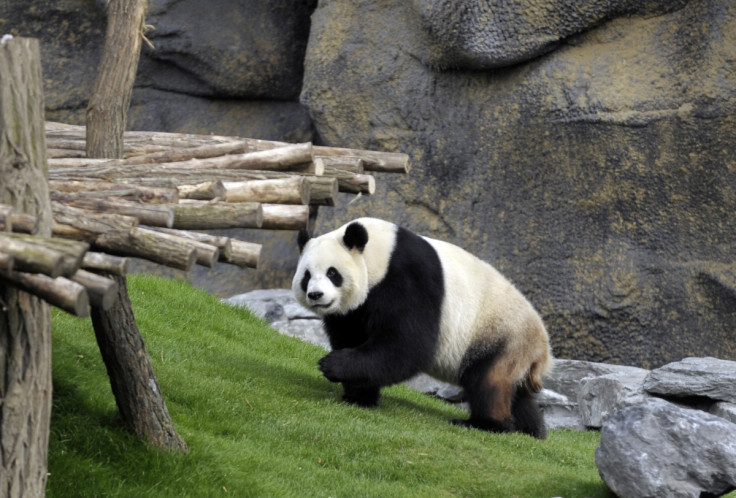 China President Xi Jinping Uses Pandas to Soften EU Free Trade Deal