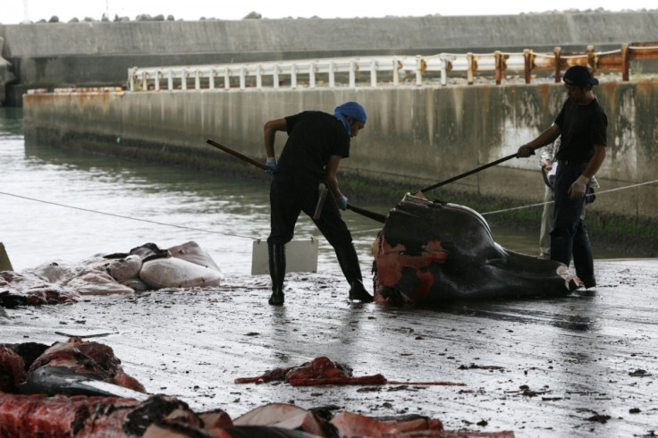 Japan Whaling Asia