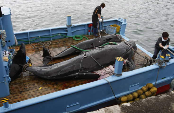 ICJ Orders Japan to Halt Antarctic Whaling Program Jarpa II