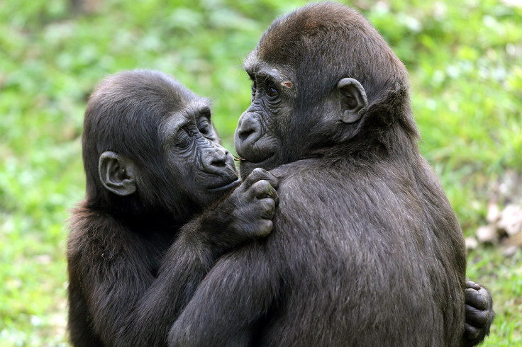 baby gorillas