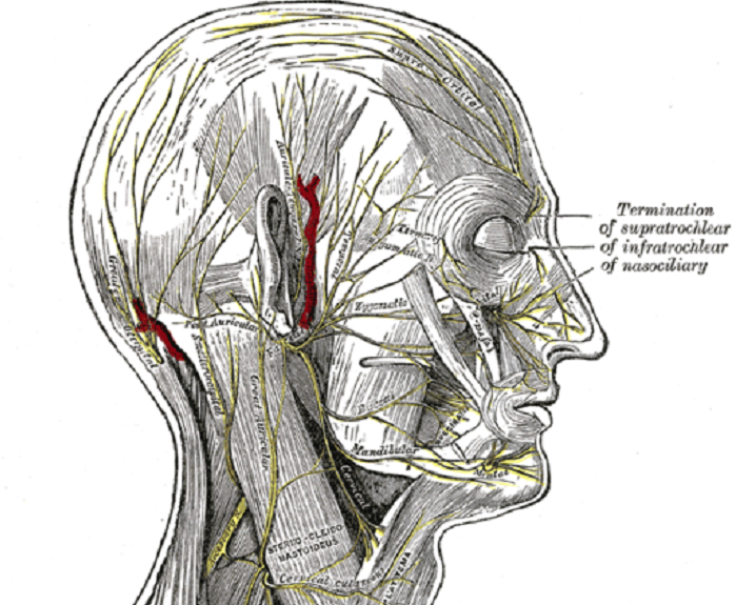 Facial nerves