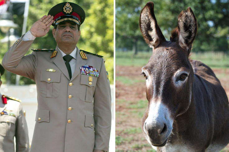 sisi donkey