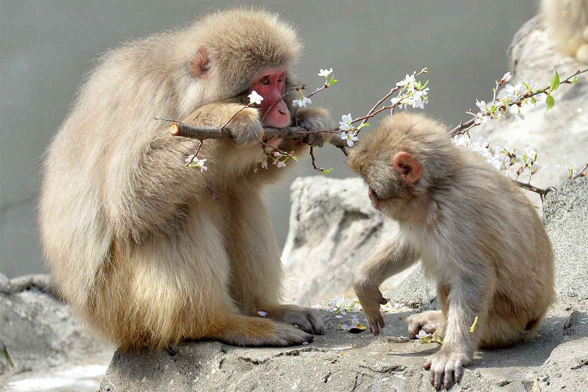 cherry blossom monkeys