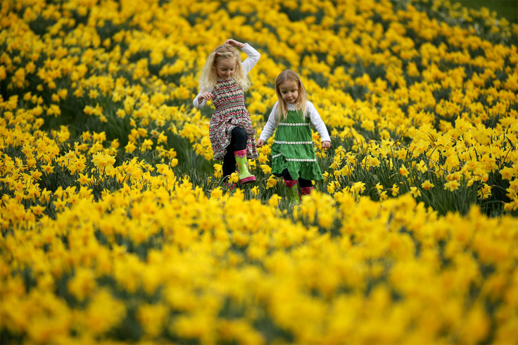 daffodils