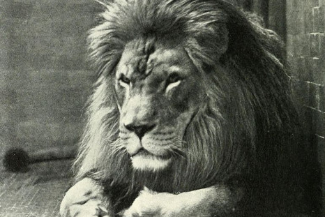 Barbary Lion