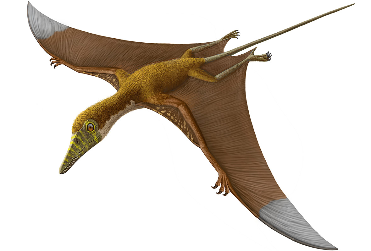 Птиродактель. Сордес Птерозавр. Птерозавры Триасового периода. Рамфоринх Сордес. Птерозавры мезозоя.