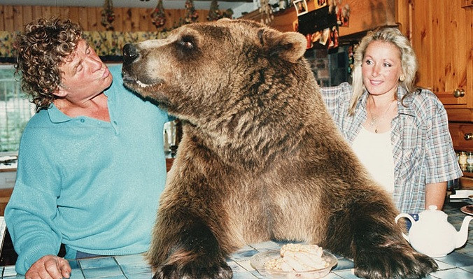 Hercules the Human Bear