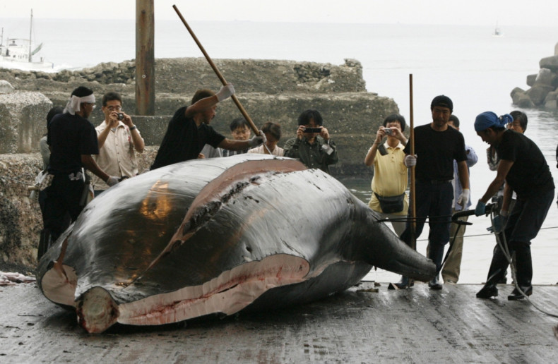 Whaling Japan Ban Meat