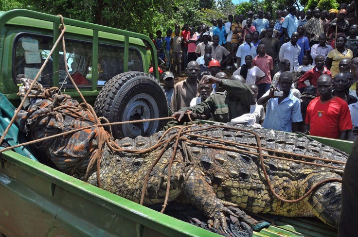An enormous man-eating crocodile was captured in Uganda.