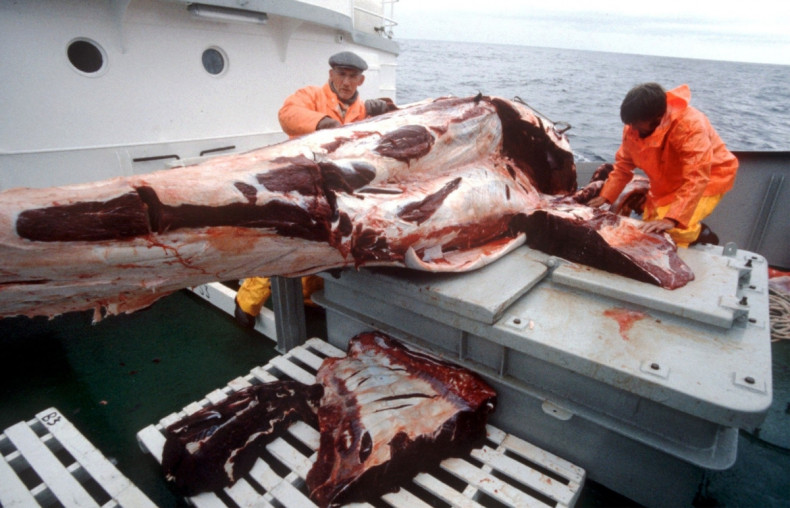 Norway Whaling