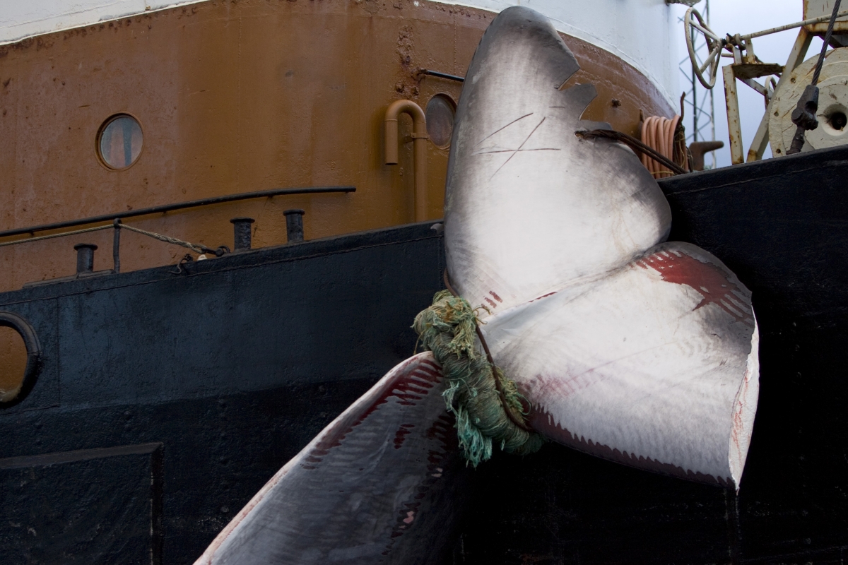 Why does whaling happen?