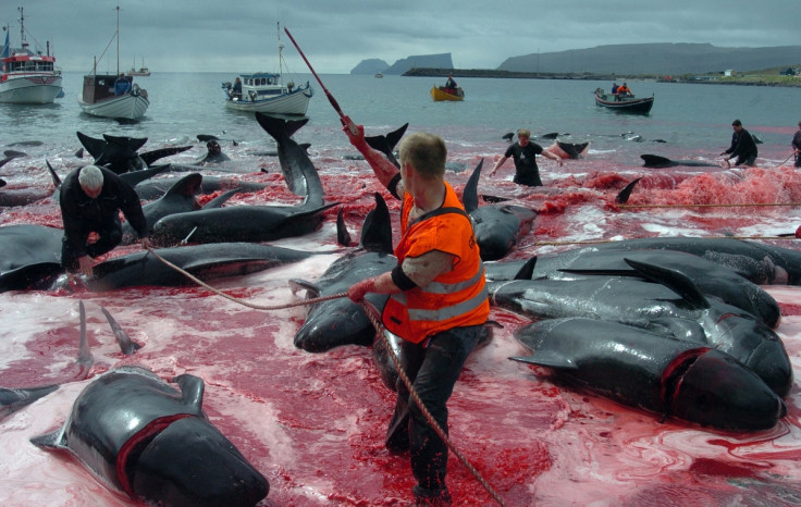 Whaling faroe Islands