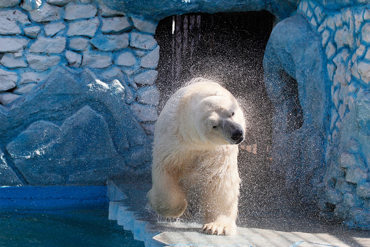 polar bear shake