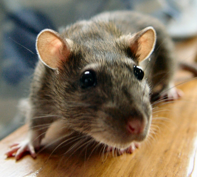 Leptospirosis is a type of bacterial infection that is spread by rats, rodents and other animals Leptospirosis is a type of bacterial infection that is spread by rats, rodents and other animals