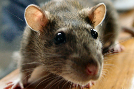 Leptospirosis is a type of bacterial infection that is spread by rats, rodents and other animals