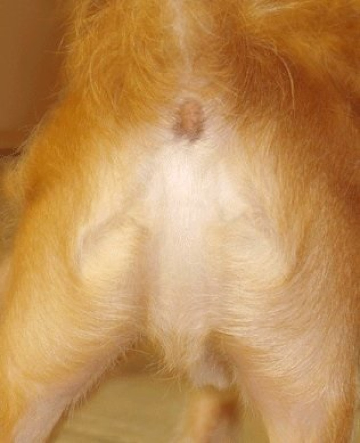 Dog's bottom Jesus