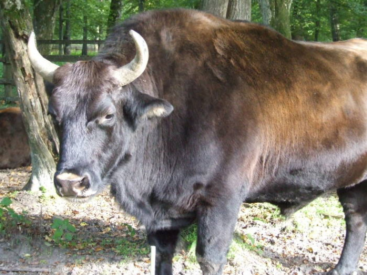 Beefalo is a species cross between Bison (buffalo) and domestic cattle of any breed.