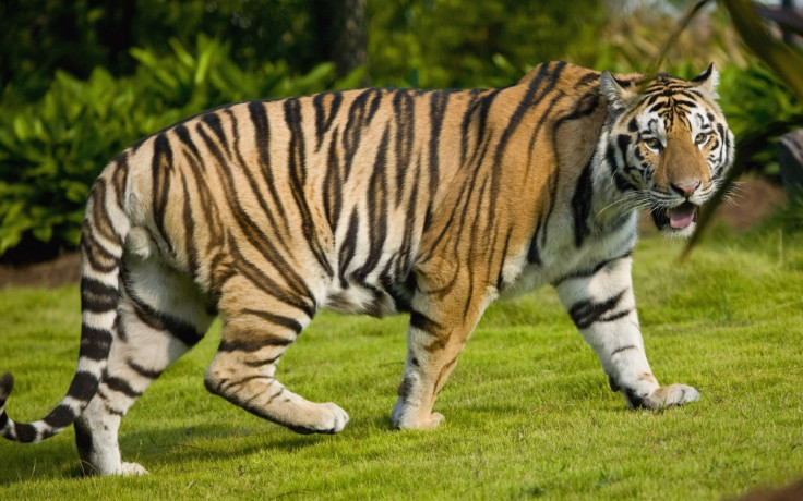 tiger