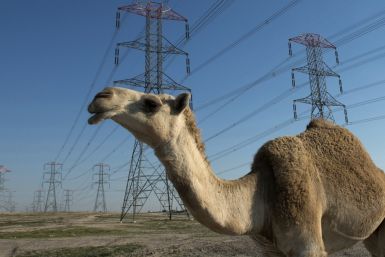 Camel wanders through Kuwait power grids