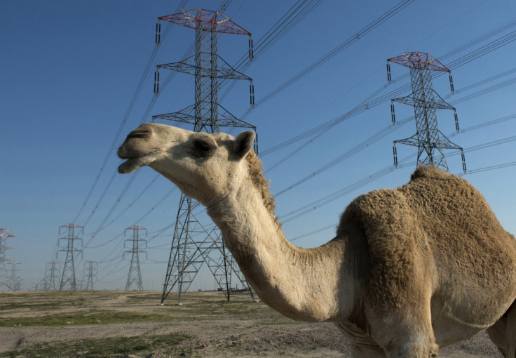 Camel wanders through Kuwait power grids