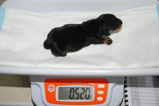 Mini Winne - Britain's first cloned dog