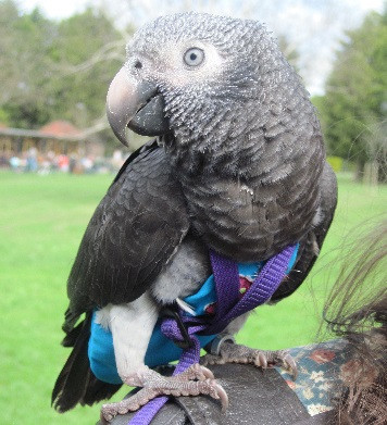 Hero Parrot Wunsy