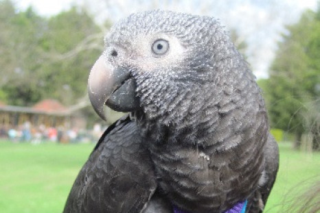 Hero Parrot Wunsy