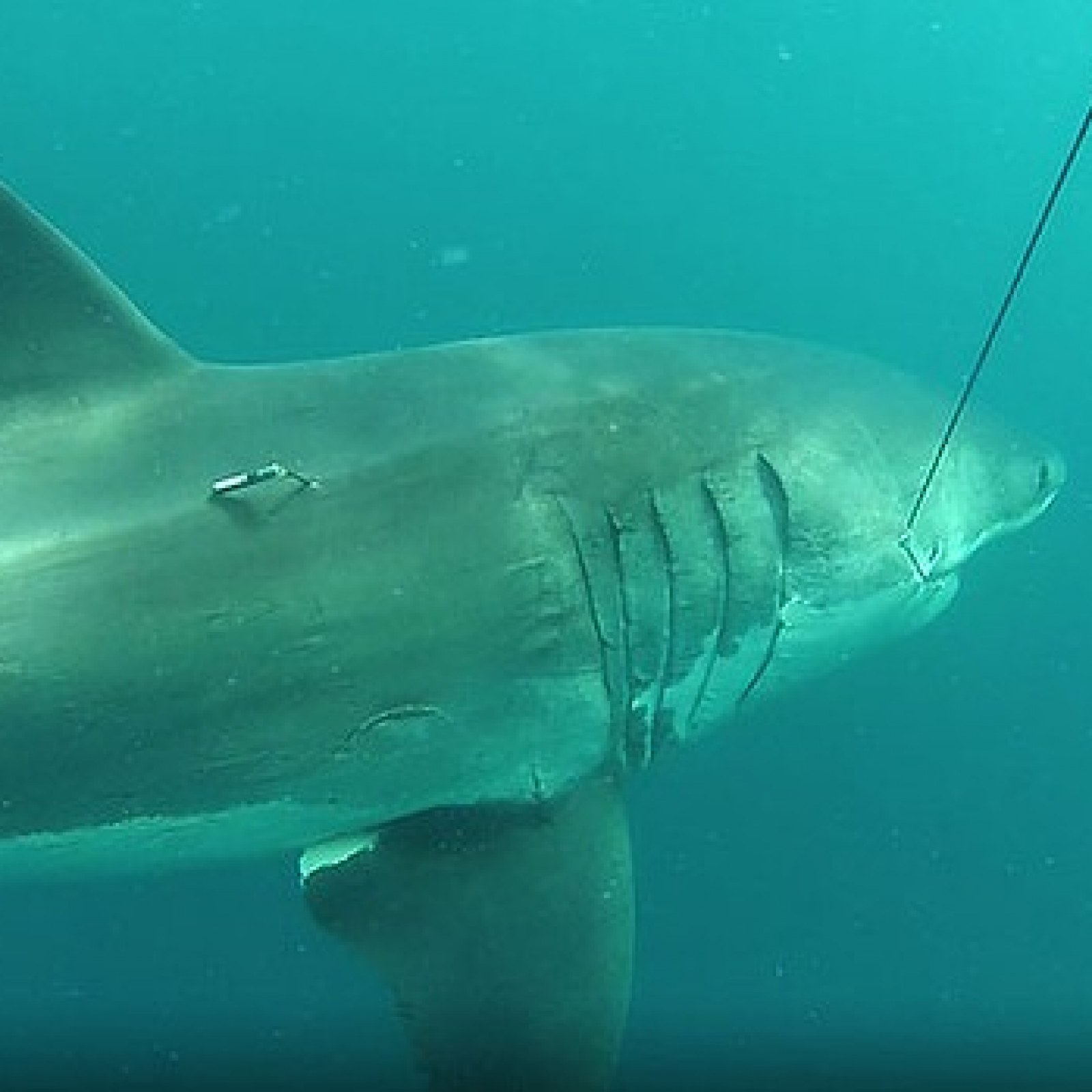 Great White Shark Size Comparison To Bus great-white-shark-size-comparison-to-bus
