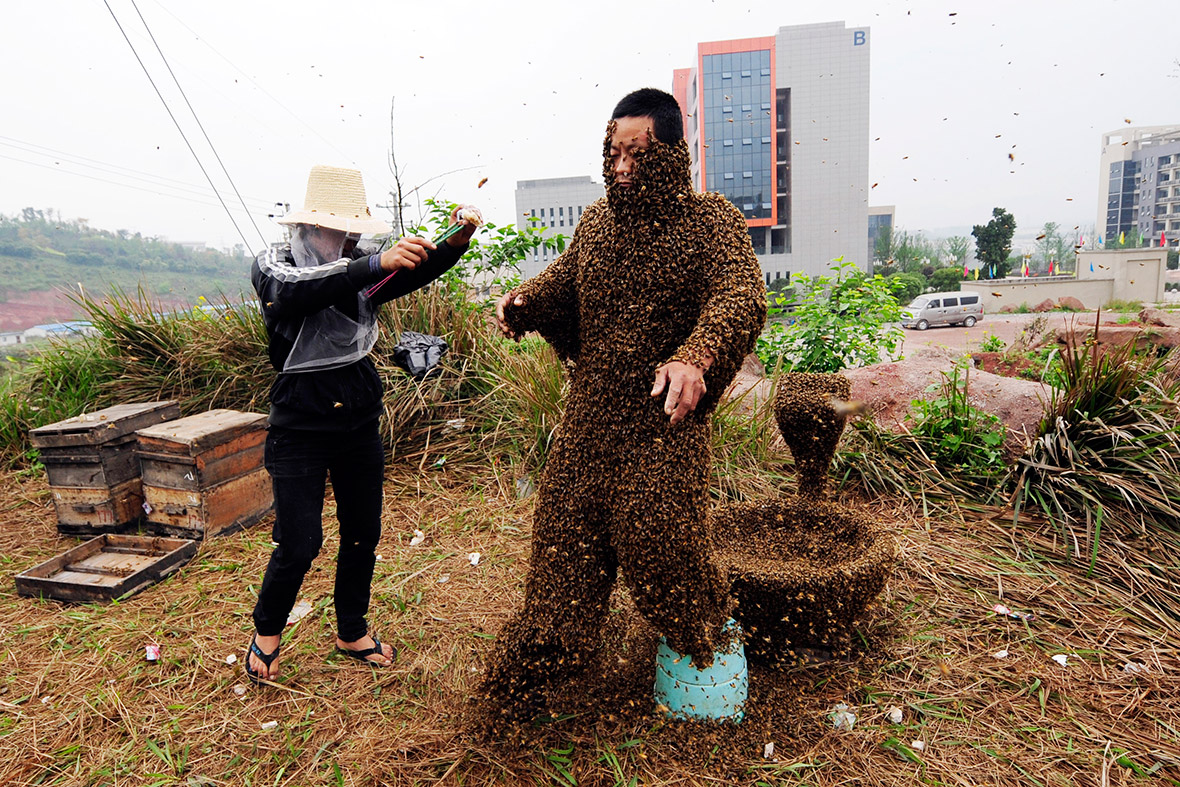 Chinese Beekeeper She Ping Sets World Record For Heaviest Insect Coat Ibtimes Uk