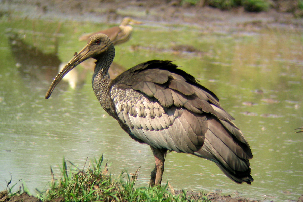 1 Giant ibis