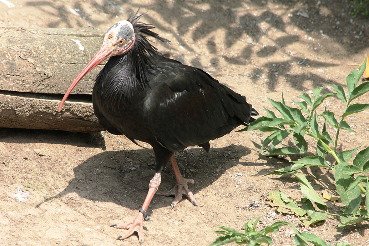 northern bald ibis
