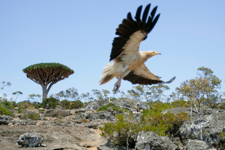 Egyptian vulture