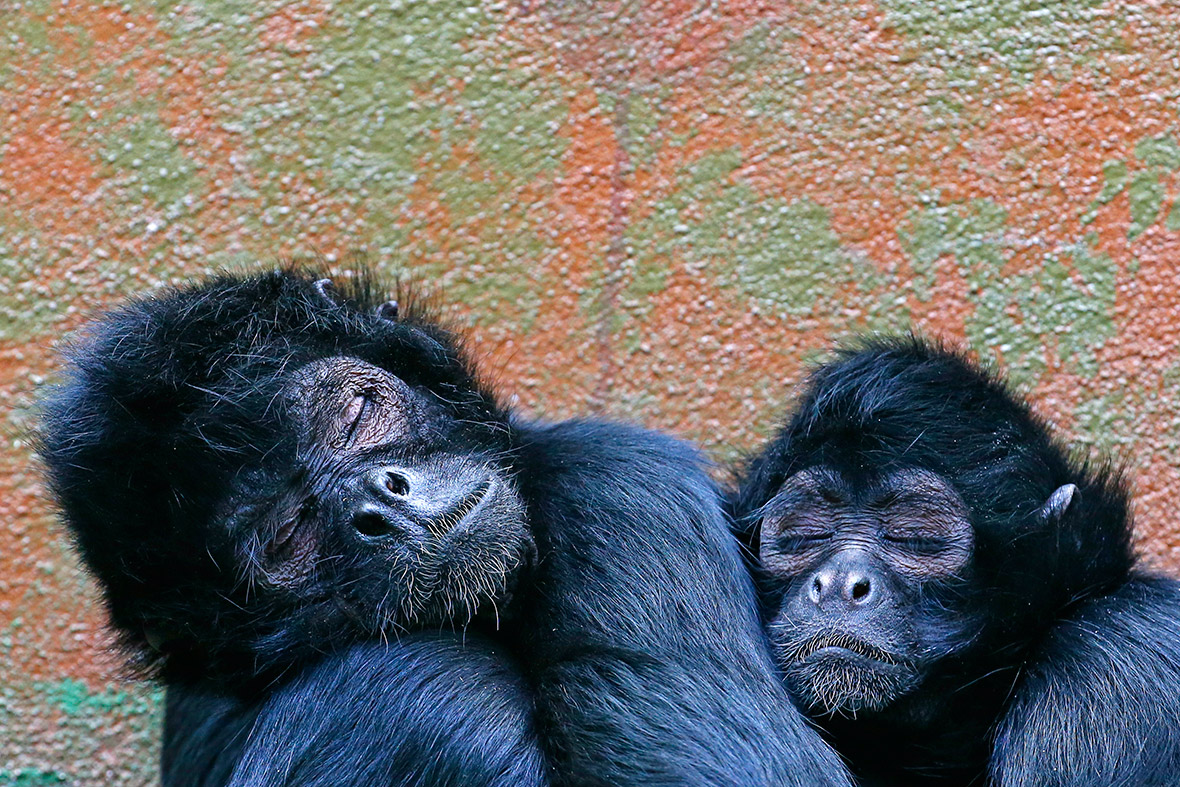 monkeys sleeping