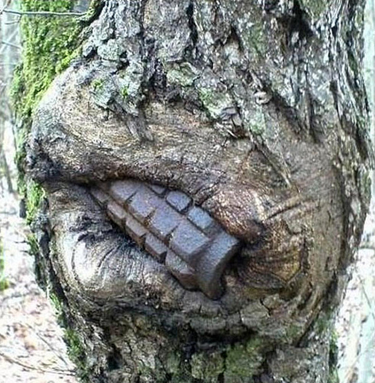 grenade in tree