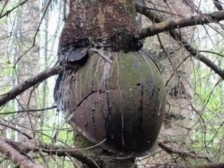 helmet in tree