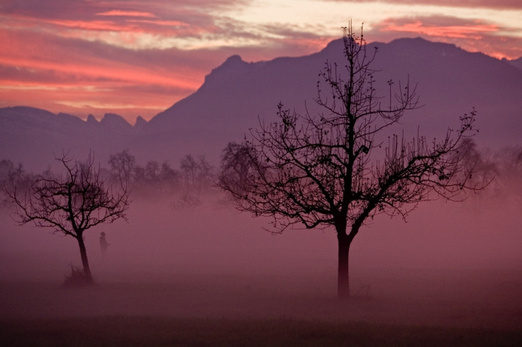 The laughing Tree