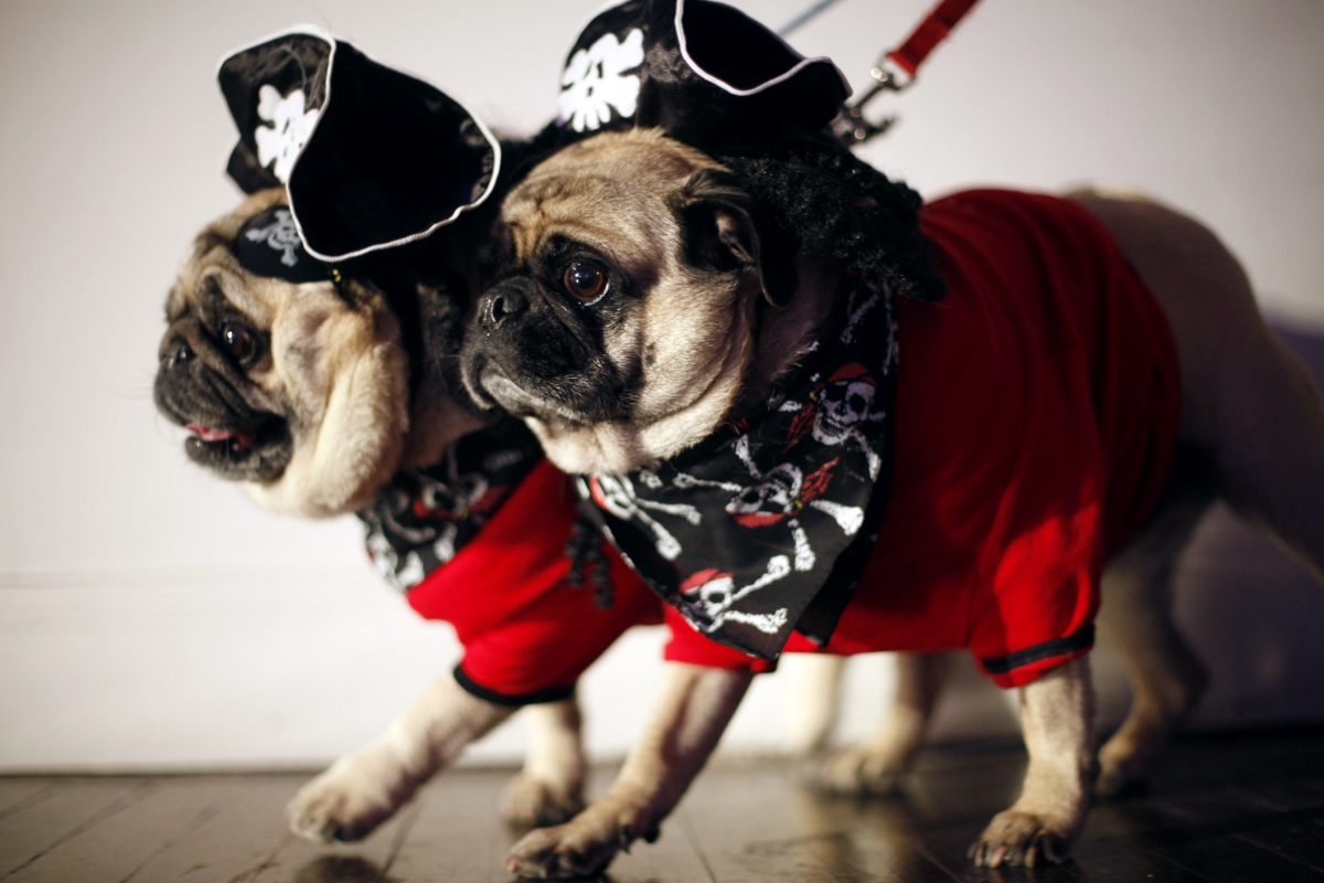 Pug Owners Earn The Highest Salary And Are The Most Happily Married Pug Owners Earn The Highest Salary And Are The Most Happily Married